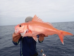 ハマダイの釣果