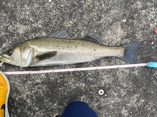 スズキの釣果