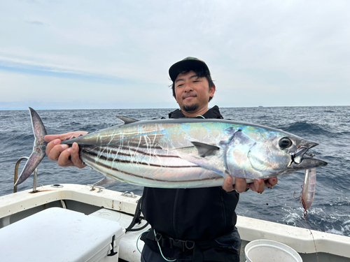 カツオの釣果