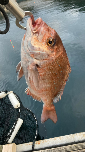 タイの釣果