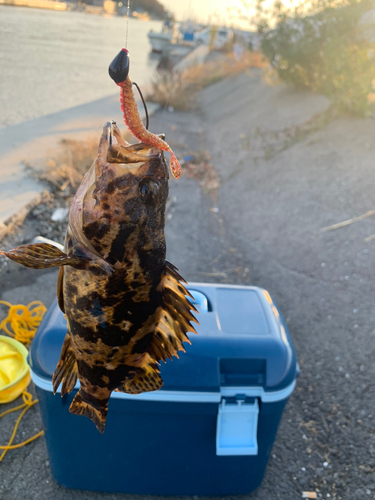 タケノコメバルの釣果