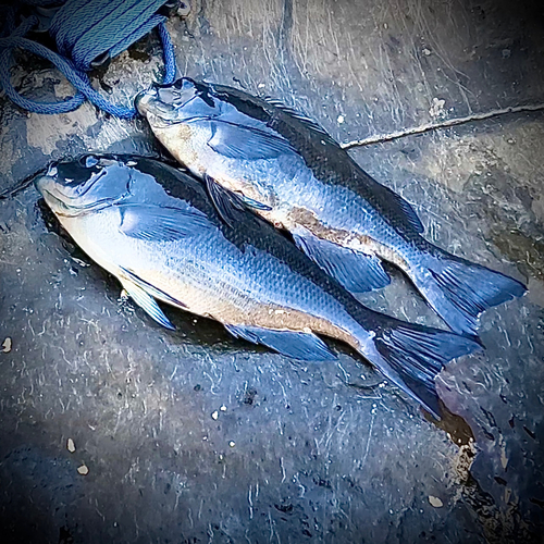 クチブトグレの釣果