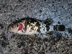 タケノコメバルの釣果