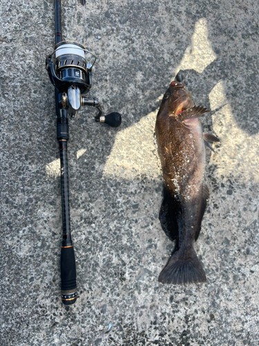 アイナメの釣果