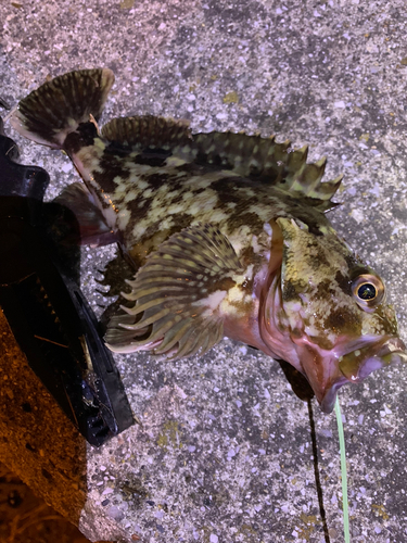 カサゴの釣果