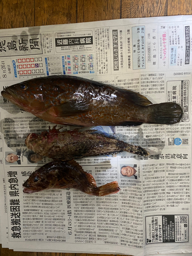 アコウの釣果