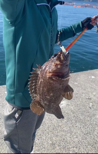 ムラソイの釣果