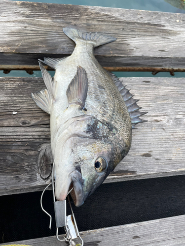 クロダイの釣果