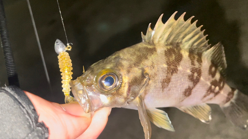 メバルの釣果