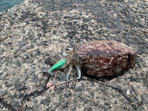 コウイカの釣果