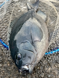 クチブトグレの釣果