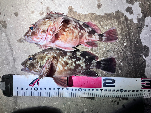 カサゴの釣果