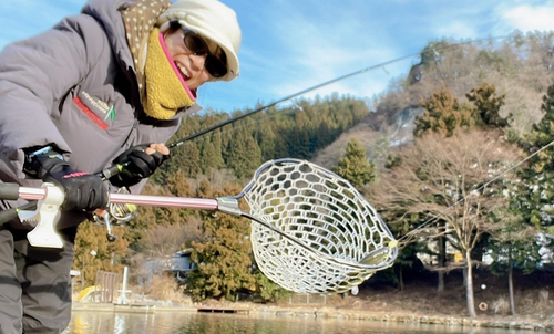 ニジマスの釣果