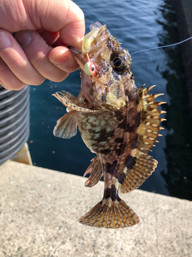 アラカブの釣果