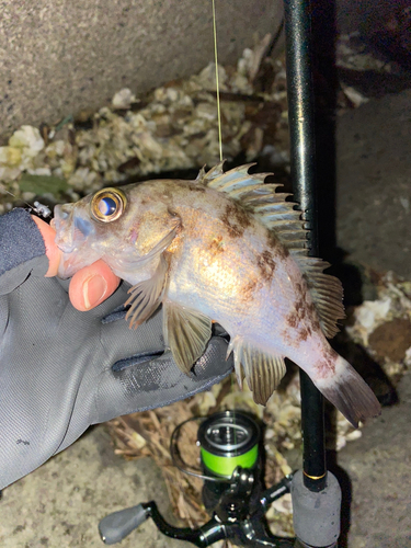 メバルの釣果