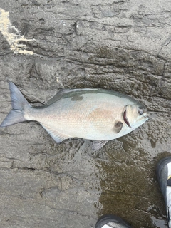 イスズミの釣果