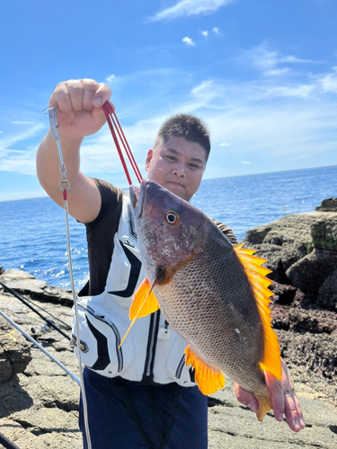 マダイの釣果