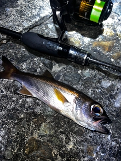 ムツの釣果