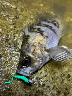 シロメバルの釣果