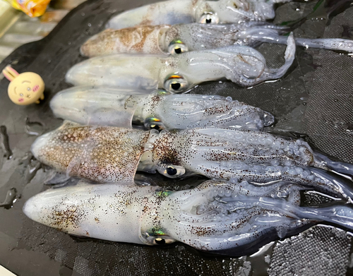 チイチイイカの釣果