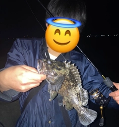 ムラソイの釣果