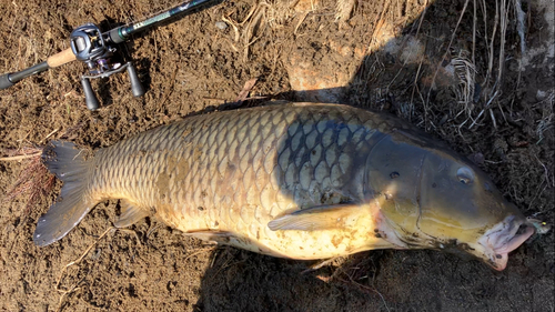 コイの釣果