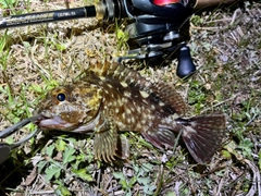 ガシラの釣果