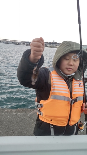 マハゼの釣果