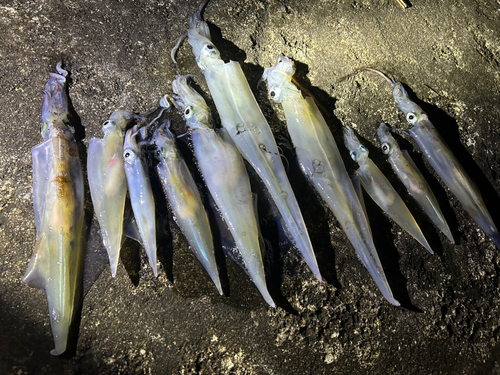 ヤリイカの釣果