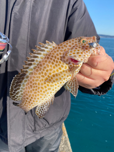 オオモンハタの釣果