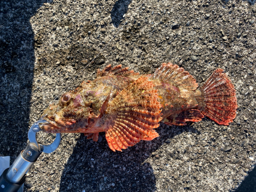 オニカサゴの釣果