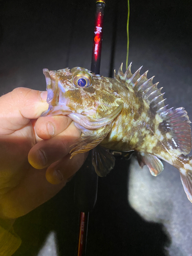 カサゴの釣果