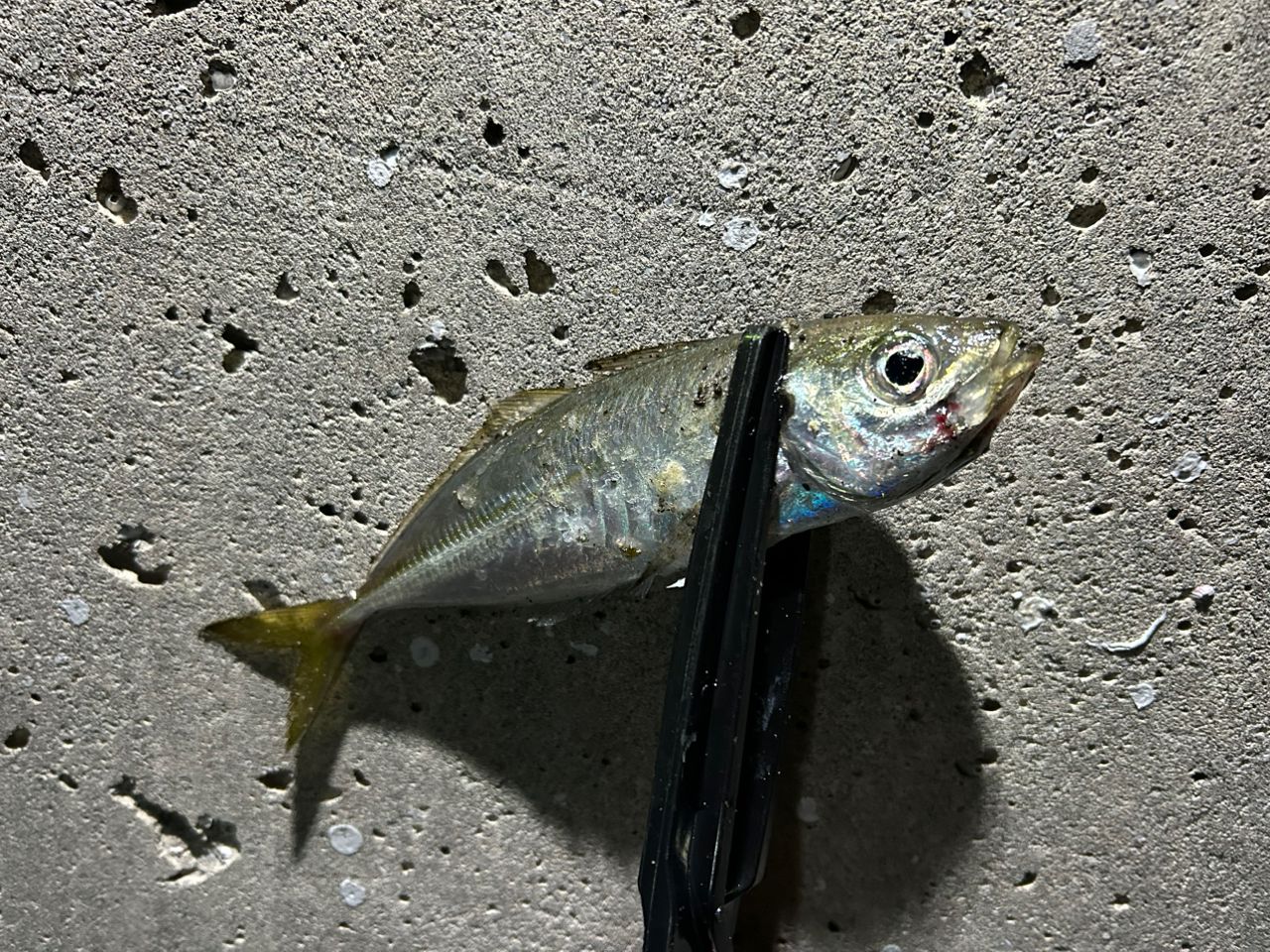 マアジ
