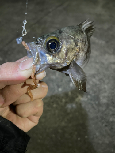 シロメバルの釣果