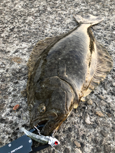 ヒラメの釣果