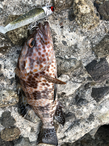 オオモンハタの釣果