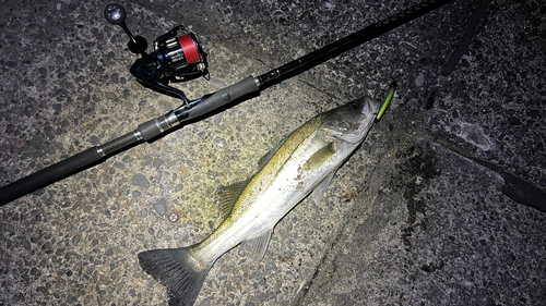 シーバスの釣果