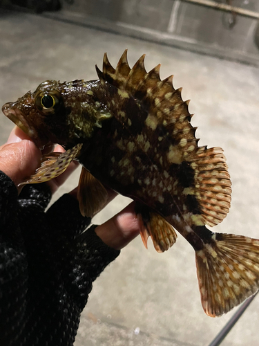 カサゴの釣果