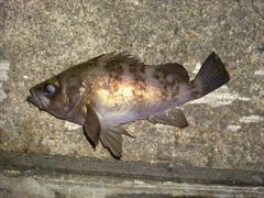 シロメバルの釣果