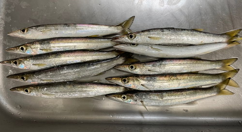 カマスの釣果