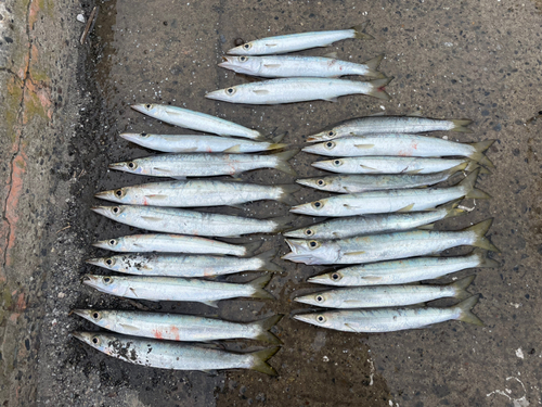 カマスの釣果