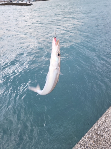 カマスの釣果