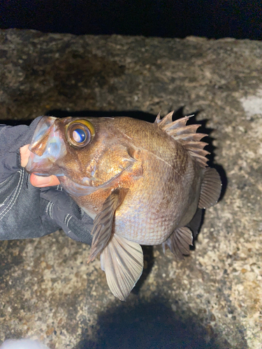 メバルの釣果