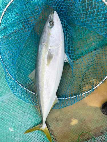 ブリの釣果