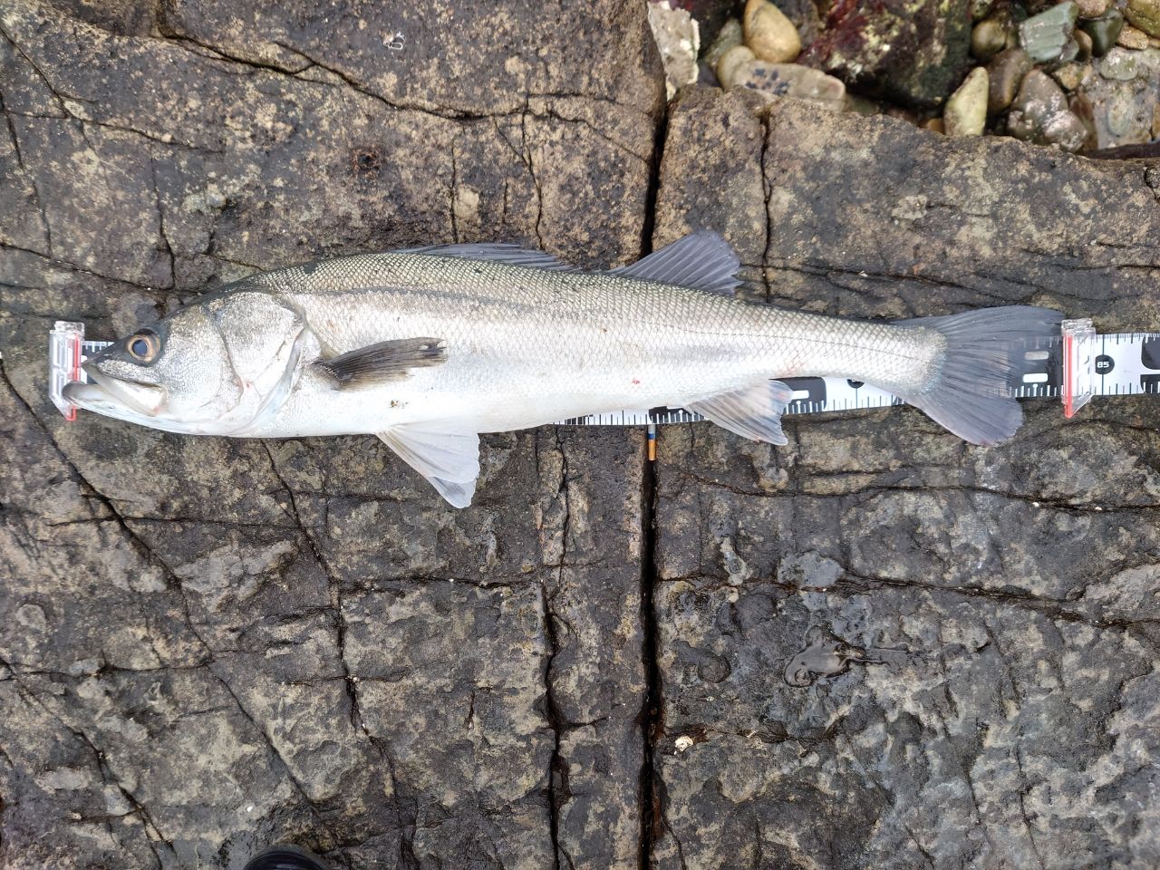 SHIMANO 20ルナミス S96MLの最安値・インプレ・釣果 | 本音の口コミが