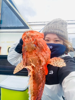 オニカサゴの釣果