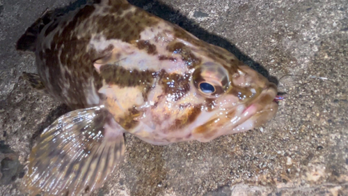 タケノコメバルの釣果