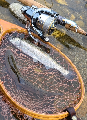 アマゴの釣果