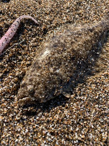 ヒラメの釣果