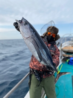 ビンチョウマグロの釣果